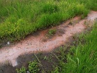 NL, Drenthe, Tynaarlo, Oudemolensche Diep 62, Saxifraga-Hans Boll