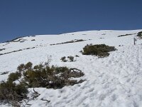 E, Avila, San Juan de Gredos, Senda de la Laguna Grande 40, Saxifraga-Willem van Kruijsbergen