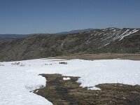 E, Avila, San Juan de Gredos, Senda de la Laguna Grande 44, Saxifraga-Willem van Kruijsbergen