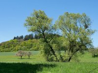 D, Rheinland-Pfalz, Bettenfeld, Mosenberg 2, Saxifraga-Tom Heijnen