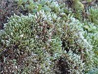 Bryum argenteum 2, Zilvermos, Saxifraga-Jelle van Dijk