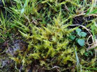 Calliergonella cuspidata 4, Gewoon puntmos, Saxifraga-Jelle van Dijk