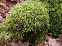 Eurhynchium striatum, Common Striated Feather-moss