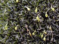 Grimmia orbicularis 2, Bolrond muisjesmos, Saxifraga-Jelle van Dijk
