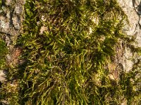 Hypnum cupressiforme 3, Gesnaveld klauwtjesmos, Saxifraga-Jan van der Straaten