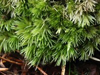 Leucobryum glaucum 2, Gewoon kussentjesmos, Saxifraga-Rutger Barendse