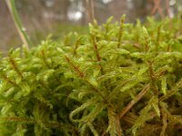 Pleurozium schreberi 2, Bronsmos, Saxifraga-Jelle van Dijk