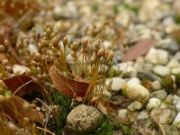 Pogonatum nanum