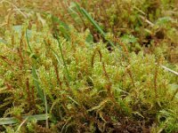 Rhytidiadelphus squarrosus, Bent Leaf-moss