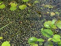 Ricciocarpos natans 2, Kroosmos, Saxifraga-Jelle van Dijk