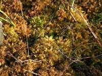 Sphagnum molle