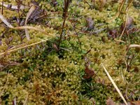 Sphagnum palustre, Prairie Sphagnum