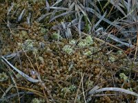 Sphagnum papillosum