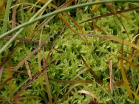 Sphagnum subnitens