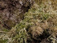 Thamnobryum alopecurum