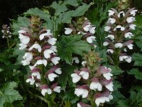 Acanthus mollis 14, Saxifraga-Ed Stikvoort