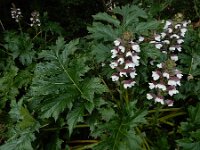 Acanthus mollis 15, Saxifraga-Ed Stikvoort