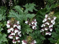 Acanthus mollis 17, Saxifraga-Ed Stikvoort