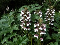 Acanthus mollis 19, Saxifraga-Ed Stikvoort