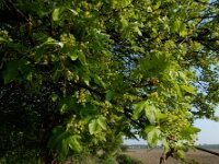 Acer campestre 19, Spaanse aak, Saxifraga-Ed Stikvoort