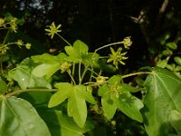 Acer campestre 22, Spaanse aak, Saxifraga-Ed Stikvoort