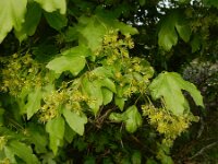 Acer campestre 23, Spaanse aak, Saxifraga-Ed Stikvoort