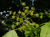 Acer campestre 25, Spaanse aak, Saxifraga-Ed Stikvoort