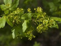 Acer campestre 26, Spaanse aak, Saxifraga-Jan van der Straaten