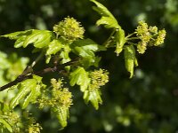 Acer campestre 27, Spaanse aak, Saxifraga-Jan van der Straaten