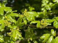 Acer campestre 28, Spaanse aak, Saxifraga-Jan van der Straaten