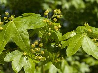 Acer campestre 30, Spaanse aak, Saxifraga-Jan van der Straaten