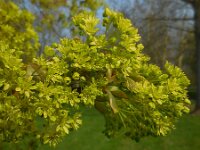 Acer platanoides 15, Noorse esdoorn, Saxifraga-Ed Stikvoort