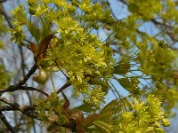 Acer platanoides 16, Noorse esdoorn, Saxifraga-Ed Stikvoort