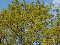 Acer platanoides 17, Noorse esdoorn, Saxifraga-Ed Stikvoort