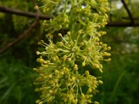 Acer pseudoplatanus 31, Gewone esdoorn, Saxifraga-Ed Stikvoort