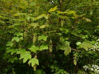 Acer pseudoplatanus 32, Gewone esdoorn, Saxifraga-Ed Stikvoort