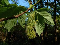 Acer pseudoplatanus 35, Gewone esdoorn, Saxifraga-Ed Stikvoort