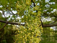Acer pseudoplatanus 36, Gewone esdoorn, Saxifraga-Ed Stikvoort