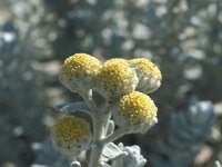 Achillea maritima 4, Saxifraga-Jan van der Straaten