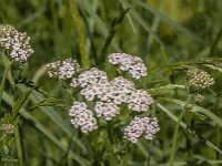 Achillea millefolium 48, Duizendblad, Saxifraga-Jan van der Straaten