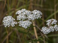 Achillea millefolium 51, Duizendblad, Saxifraga-Jan van der Straaten