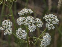 Achillea millefolium 52, Duizendblad, Saxifraga-Jan van der Straaten