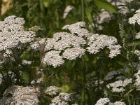 Achillea millefolium 54, Duizendblad, Saxifraga-Jan van der Straaten