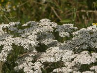 Achillea millefolium 55, Duizendblad, Saxifraga-Jan van der Straaten