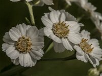 Achillea millefolium 60, Duizendblad, Saxifraga-Jan van der Straaten