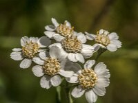 Achillea millefolium 61, Duizendblad, Saxifraga-Jan van der Straaten