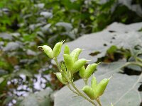 Aconitum vulparia 10, Gele monnikskap, Saxifraga-Rutger Barendse