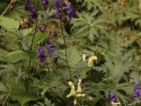 Aconitum vulparia 11, Gele monnikskap, Saxifraga-Bas Klaver