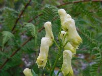 Aconitum vulparia 14, Gele monnikskap, Saxifraga-Ed Stikvoort