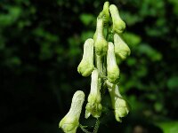 Aconitum vulparia 16, Gele monnikskap, Saxifraga-Ed Stikvoort